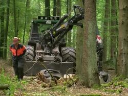 MS Two lumberjacks pulling rope / Zerf, Rhineland Palatinate, Germany Stock Footage