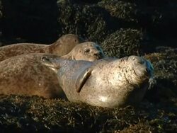 MS Grey seal (Halichoerus grypus) lying on seaweed covered rocks in early evening sun, Norfolk, UK Stock Footage