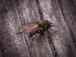 Fly Stock Footage