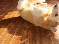 Playful Golden Retriever Dog Rolling on the Floor Stock Footage