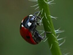 Ladybug PAL Stock Footage