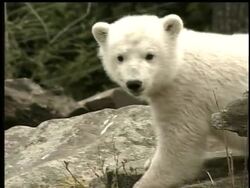 The craze for Knut continues -- Germans still flocking to zoo to look at polar bear cub. Instructional Video