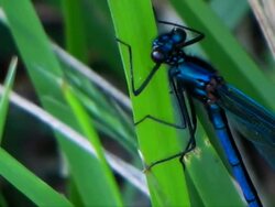 Rare blue dragonfly among blades of grass: extreme close-up Stock Footage
