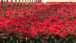 Are Poinsettias Poisonous? Busting Holiday Myths News Clip