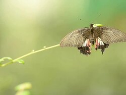 Butterfly on a stick Stock Footage