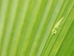 Mantis Stock Footage