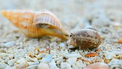 close up: tiny Hermit crab walk out from big hermit crab Stock Footage