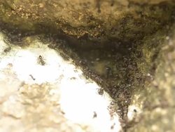 black ant Stock Footage