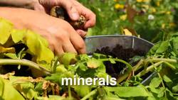 Digestive and Excretory System Instructional Video