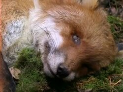 T/L - Fox decomposition by maggots, rot, CU Stock Footage