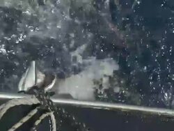 High Angle hand-held - A shark thrashes to free a piece of bait from a chain / Great Barrier Reef, Australia Stock Footage