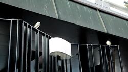 Sparrows On A Fence Stock Footage