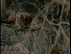 BCU Unblinking eye of Caiman, South America Stock Footage
