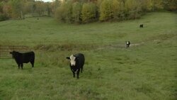 Cows stand in a pastoral landscape. Stock Footage
