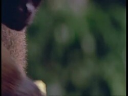 CU Pan left, Woolly monkey eating fruit, South America Stock Footage