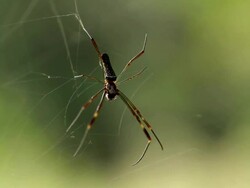 Spyder 005 Stock Footage