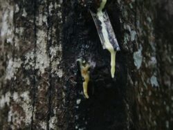 CU TD Rubber latex being collected on a Rubber plantation Stock Footage