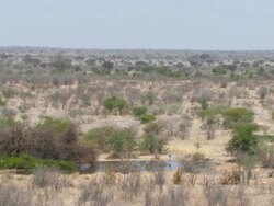 WS View of Secretary bird and finches at water hole  / Central Kalahari Game Reserve, Botswana Stock Footage