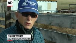 Now that South Dakota ranchers have finished finding and burying tens of thousands of cattle killed in a freak early blizzard, they are figuring out how to dig themselves out of the financial hole. (Oct. 28) News Clip