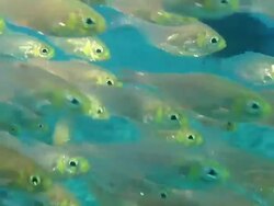 CU TS POV Slender sweeper school swimming / Matola, Maputo, Mozambique Stock Footage