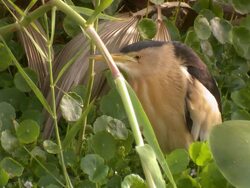CU Shot of little bittern (Ixobrychus minutus) walking in pond / Tel Aviv, Dan Metropolitan,Gush Dan, Israel Stock Footage