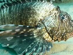 CU Shot of Devil fire fish hovering above sandy sea floor observing surroundings / Matola, Maputo, Mozambique Stock Footage
