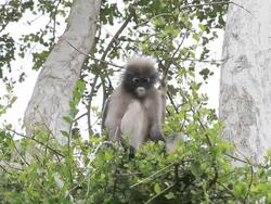 Dusky leaf monkey eating leaves. Stock Footage