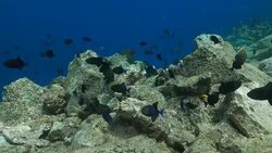 Triggerfish and Butterflyfish feeding the seaweed Stock Footage