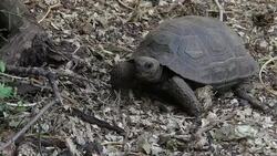 VOICED : Turistas sin souvenirs de Galapagos por ley ambiental News Clip