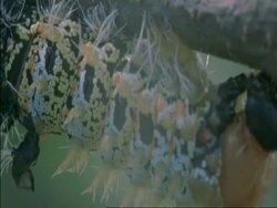 BCU Caterpillars holding on to branch, Botswana, Africa Stock Footage