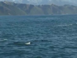 Dusky Dolphins (Lagenorhynchus obscurus) small group with one individual cartwheeling out of water, Kaikoura, New Zealand Stock Footage