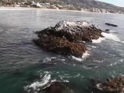 MS AERIAL POV Shot of Seagulls and pelicans birds on rock taking flight over ocean / Laguna Beach, California, United States Stock Footage