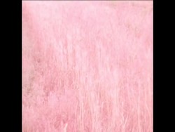 SYND 8 6 77 REPORT FROM US DEPARTMENT OF AGRICULTURE ON WEED KILLERS RESEARCH IN ALBANY News Clip