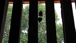 Moving of bell at Buddhist Temple Window Stock Footage