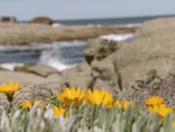 WS R/F Shot of Ocean waves rolling in and breaking onto rocky shoreline with shipwreck visible in BG and wild Namaqualand flowers in FG / Namaqualand, Northern Cape, South Africa Stock Footage