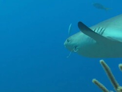 Caribbean reef shark, hook in mouth, Bahamas  Stock Footage