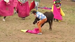 Bulls for 'toros de pueblo' in the Ecuadorian Highlands Stock Footage