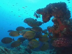 MS Shot of Various fish congregating and swimming around reef covered with coral and algea including goldies and coachman / Sodwana Bay, KwaZulu Natal, South Africa Stock Footage