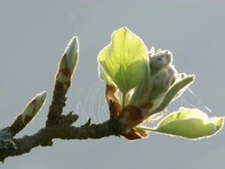 CU Spidar web on buds at branch / Kastel, Rhineland-Palatinate, Germany Stock Footage