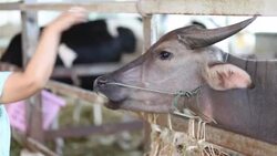 Buffalo Stock Footage