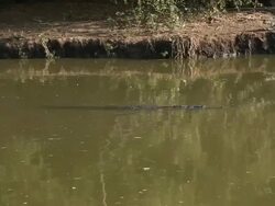 Alligator swimming Stock Footage