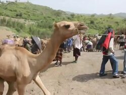 Camel Market General Views Stock Footage