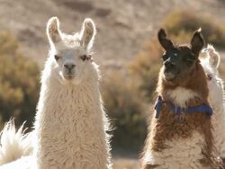 MS Shot of Llama, Lama Glama on altiplano in Andes mountains / San Pedro de Atacama, Norte Grande, Chile Stock Footage