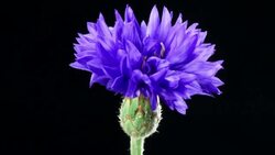 Cornflower blooming - Centaurea cyanus 4K Stock Footage