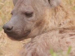 CU TD Shot of hyena puts its head down in grass / ghanzi district, ghanzi district, botswana Stock Footage