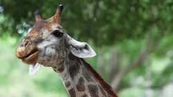 Giraffe Stock Footage