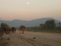 WS Group of cattle walking on road in evening / Vang Vieng, Vientiane, Laos Stock Footage