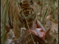CU Royal Bengal Tiger, Panthera tigris tigris, cub feeding on Chital kill, Bandhavgarh National Park, India Stock Footage