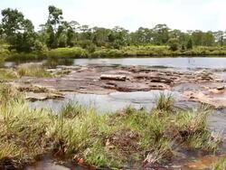Tropical rainforest Stock Footage