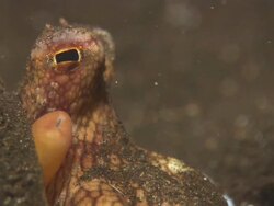Octopus eyes, breathing, close up. Indonesia  Stock Footage